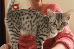 Accio Lightining Thief (Egyptian Mau)