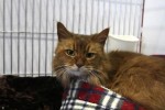 Somali Rescue - Gypsy