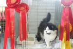 Best in Show Non-Pedigree Pet - Misty