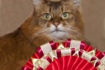 Overall Best in Show Neuter UK & Imp Gr Ch & Imp Gr Pr Brizlincoat Toomai