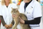 Best Opposite Sex Kitten - Crrailiso Skyrocket