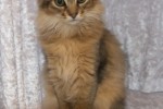 Overall Best in Show Kitten - Supatoft Cristiano