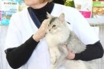 Overall Best in Show Neuter Imp Gr Pr Brizlincoat Silver Minuet