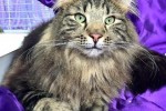 Pr Landsker Balthasar Baha (Norwegian Forset Cat)