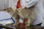 Overall Best in Show Neuter Imp Gr Pr Emanan Ben Jammin-Bunny