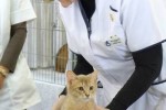 Overall Best in Show Kitten - Emanan Jemimapuddleduck