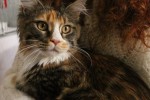 Tiff a Pedigree Pet
