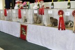 Best in Show Pens