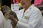 Overall Best in Show Kitten Cresco Mercedes B