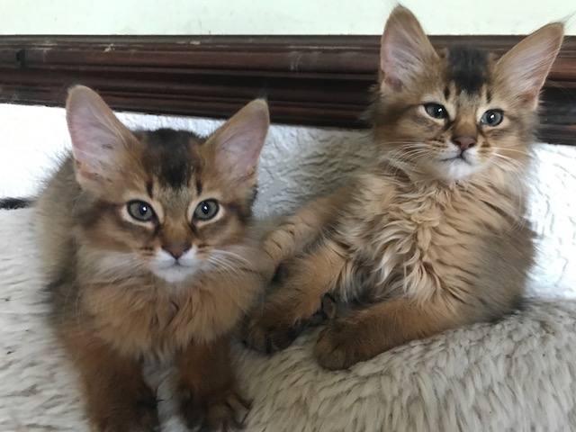 Somali Kittens